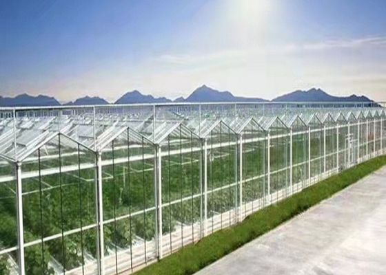Plantação em massa de estufa de vidro Daman Venlo de tomates galvanizados por imersão a quente