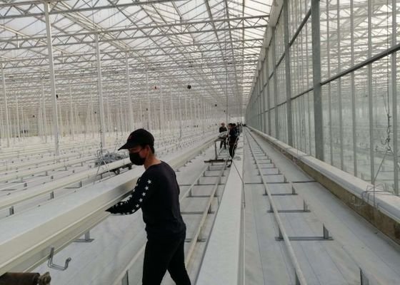Plantação em massa de estufa de vidro Daman Venlo de tomates galvanizados por imersão a quente