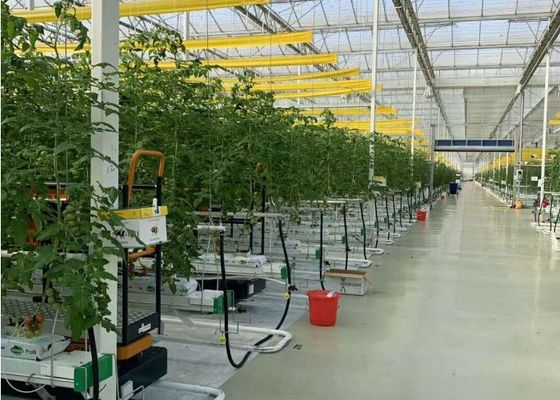 Plantação em massa de estufa de vidro Daman Venlo de tomates galvanizados por imersão a quente