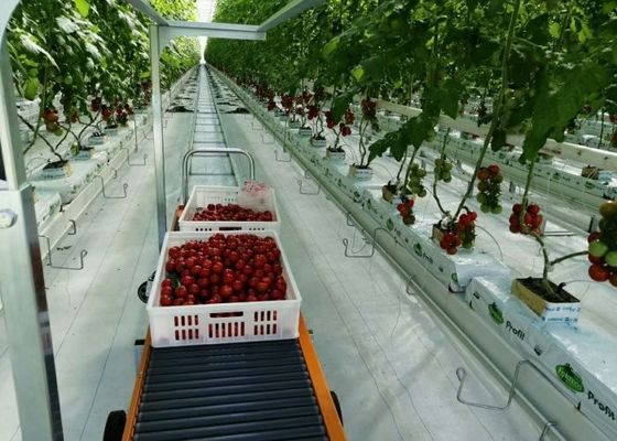 Plantação em massa de estufa de vidro Daman Venlo de tomates galvanizados por imersão a quente