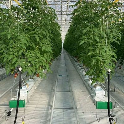 Experimento que ensina o cultivo de tomate em estufa de vidro