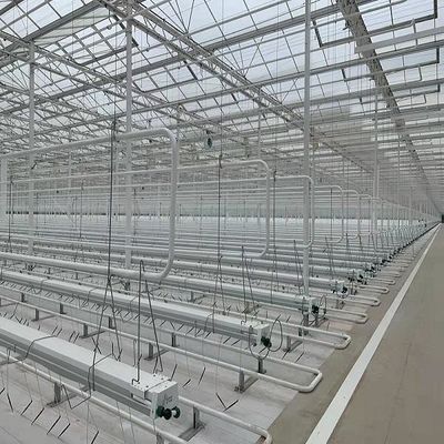Experimento que ensina o cultivo de tomate em estufa de vidro