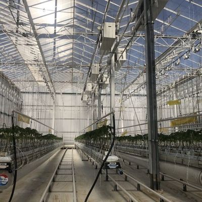 Experimento que ensina o cultivo de tomate em estufa de vidro