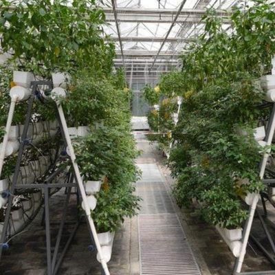Experimento que ensina o cultivo de tomate em estufa de vidro