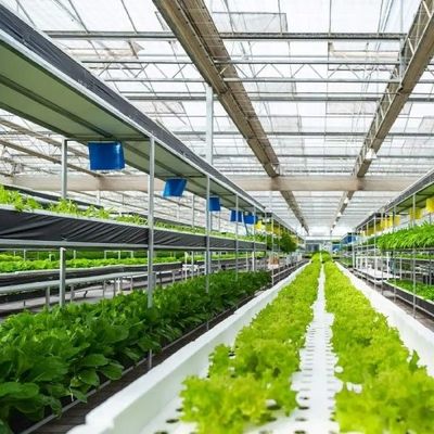 Plantação Multilayer da estufa de vidro Soilless vegetal da cultura do cultivo