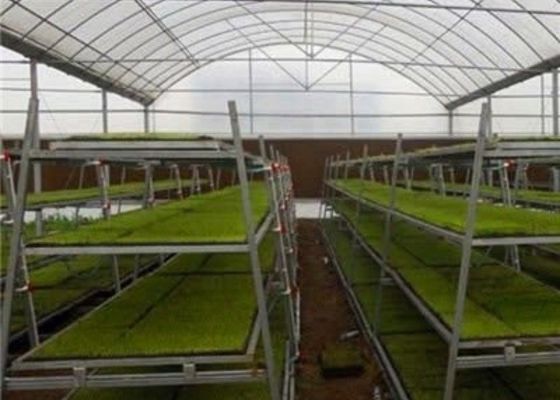 Criação de animais de vidro dada forma feita sob encomenda da cama da estufa/berçário da plântula/sementeira móvel