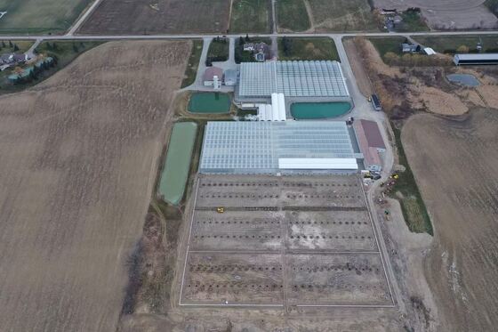 Estufa de Vidro Panorâmica Wenluo - Estufa de Cultivo de Vegetais em Larga Escala