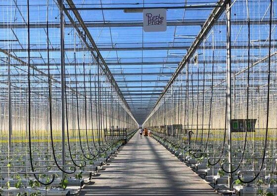 Estufa de Vidro Panorâmica Wenluo - Estufa de Cultivo de Vegetais em Larga Escala