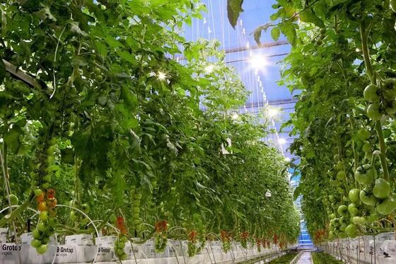 Estufa de Vidro Panorâmica Wenluo - Estufa de Cultivo de Vegetais em Larga Escala