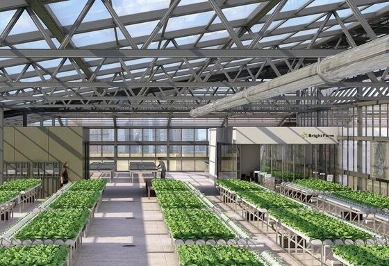 Uma estufa de película de polietileno contínua para cultivar flores de alta qualidade