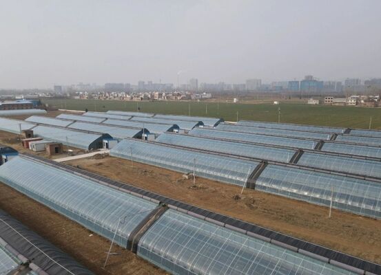 Uma estufa de película de polietileno contínua para cultivar flores de alta qualidade