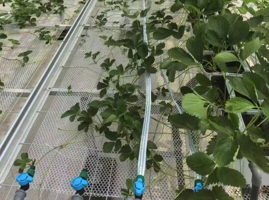 Estufas para o cultivo de frutas, estufas de vidro para visitas turísticas